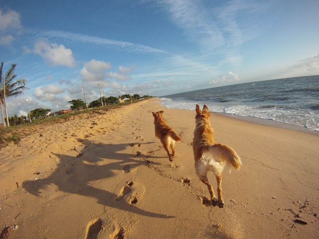 Vai levar o pet para a praia? Veja uma lista de 20 itens necessários para ter na viagem